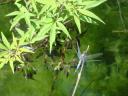 003. Blue-gray dragonfly - Lake Kournas (Η λίμνη Κουρνά)