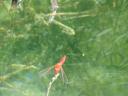 006. Pink dragonfly - Lake Kournas (Η λίμνη Κουρνά)