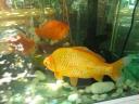 011. Golden Fish - (τo χρυσόψαρο). Inhabitants of Lake Kournas (Η λίμνη Κουρνά)