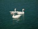 013. White geese - Lake Kournas (Η λίμνη Κουρνά)