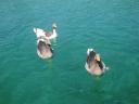 014. Multicolored geese - Lake Kournas (Η λίμνη Κουρνά)