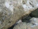 016. Hiding crab - Lake Kournas (Η λίμνη Κουρνά)