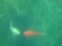 019. Gruesome-twosome - Fish photo shoot. Lake Kournas (Η λίμνη Κουρνά)