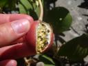 032. Unknown fruit - It grows in Gramvousa Fortress but you should not try it! Gramvousa-Balos cruise. The North-Western tip of Crete