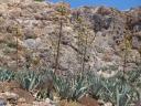 033. Agave’s shafts - Gramvousa-Balos cruise. The North-Western tip of Crete