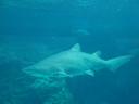 071. Shark - Cretaquarium (Θαλασσόκοσμος)