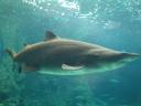 073. In search of food… - Cretaquarium (Θαλασσόκοσμος)
