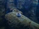 074. Pleasant sea-urchin - Cretaquarium (Θαλασσόκοσμος)