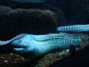 075. Most сharming and attractive - Moray. Cretaquarium (Θαλασσόκοσμος)