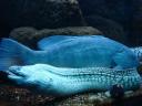 076. Most сharming and attractive 2 - Moray. Cretaquarium (Θαλασσόκοσμος)