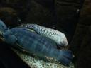 077. Most сharming and attractive 3 - Moray. Cretaquarium (Θαλασσόκοσμος)