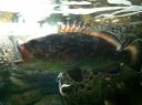 081. Surprised fish - Dusky Grouper. Cretaquarium (Θαλασσόκοσμος)