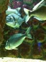 083. Silvery shoal - Dentex dentex. Cretaquarium (Θαλασσόκοσμος)