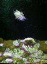 084. Submarine cosmos - Actiniae, Anemonia Viridis. Cretaquarium (Θαλασσόκοσμος)