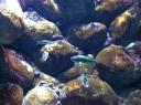 085. Small fish - Thalassoma pavo. Cretaquarium (Θαλασσόκοσμος)