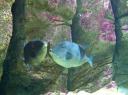 086. Grey triggerfish - Cretaquarium (Θαλασσόκοσμος)