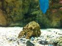 087. Clamkiller Spanish lobster - Cretaquarium (Θαλασσόκοσμος)