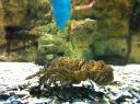 088. Clamkiller Spanish lobster - half face - Cretaquarium (Θαλασσόκοσμος)