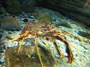 089. Spiny lobster (Palinurus elephas) - Cretaquarium (Θαλασσόκοσμος)
