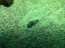 092. Hide-and-seek - Dragonfish. Cretaquarium (Θαλασσόκοσμος)