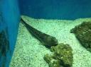 093. Dragonfish - Cretaquarium (Θαλασσόκοσμος)