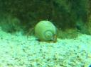 094. White shelter of a big soldier-crab - Cretaquarium (Θαλασσόκοσμος)