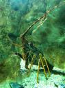 095. Spiny lobster - Cretaquarium (Θαλασσόκοσμος)