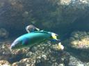 097. Lunare wrasse, Thalassoma lunare - Cretaquarium (Θαλασσόκοσμος)
