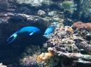 098. More fish - Cretaquarium (Θαλασσόκοσμος)