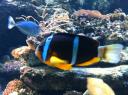 099. Clownfish - Cretaquarium (Θαλασσόκοσμος)