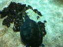 100. Sea turtle - Caretta caretta. Cretaquarium (Θαλασσόκοσμος)