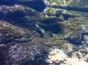 102. Surgeonfish and Angelfish - Cretaquarium (Θαλασσόκοσμος)