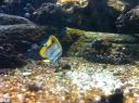 103. Angelfish - Cretaquarium (Θαλασσόκοσμος)