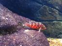 104. Spotted Hawkfish - Cretaquarium (Θαλασσόκοσμος)