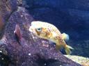 105. Funny pop-eyed porcupine fish - Cretaquarium (Θαλασσόκοσμος)