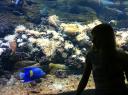 106. My angel - Yellowbar angelfish. Cretaquarium (Θαλασσόκοσμος)