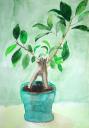 08. Ficus - 