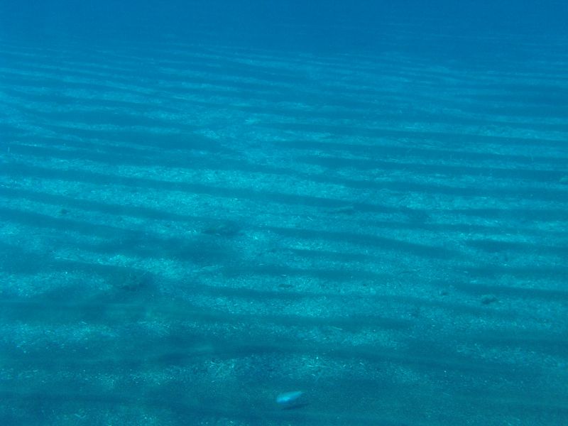 Stripes of white seaweeds on the black sand. Perissa beach, Santorini