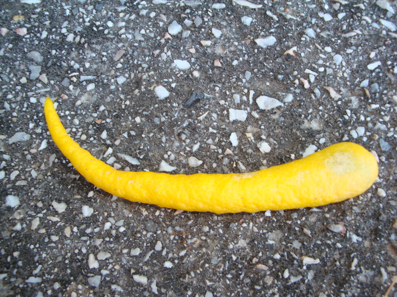 Peculiar lemon in the form of a pepper or carrot. At least it grew up on a Lemon tree