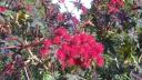 018. Glowing branch of a chestnut tree - 