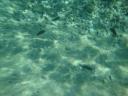 019. Tetragon of black fish - Limnonari (Λιμνονάρι)