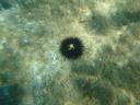 020. Pretty sea urchin - Limnonari (Λιμνονάρι)