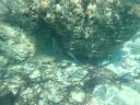 021. School of fish - Limnonari (Λιμνονάρι)
