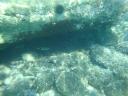 022. Hiding fish - Limnonari (Λιμνονάρι)