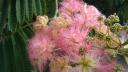 033. Exotic curly flowers - 