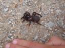 039. Big black spider - 