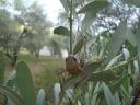 040. Grasshopper - 