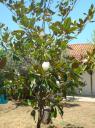 047. Magnolia blossom as a gift - 