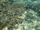 049. One by one - Fish in Panormos (Πάνορμος)