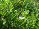 050. Butterfly of Skopelos - 